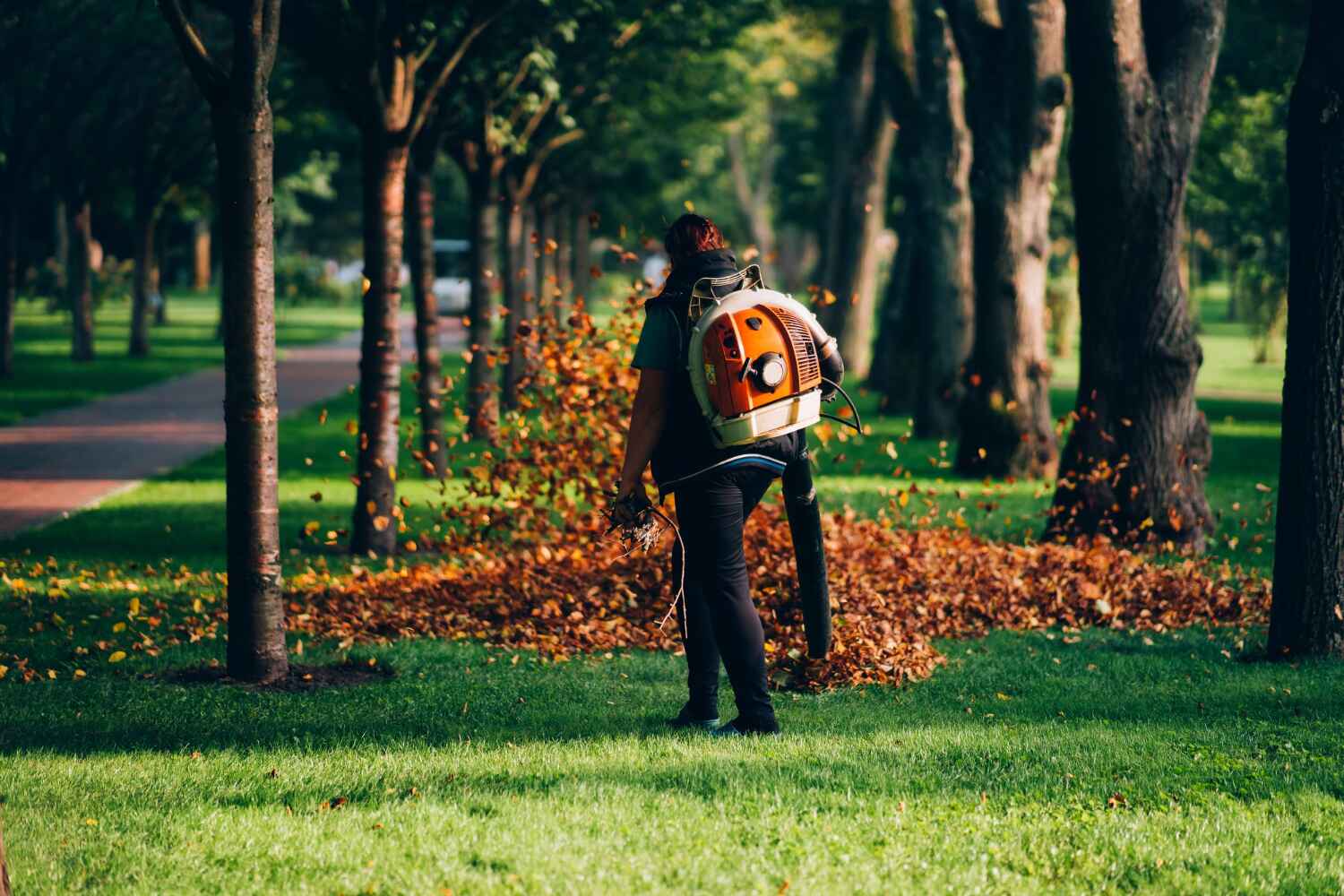 The Steps Involved in Our Tree Care Process in Elkhorn, WI